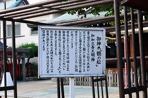 高浜神社　御神木「鶴の松」